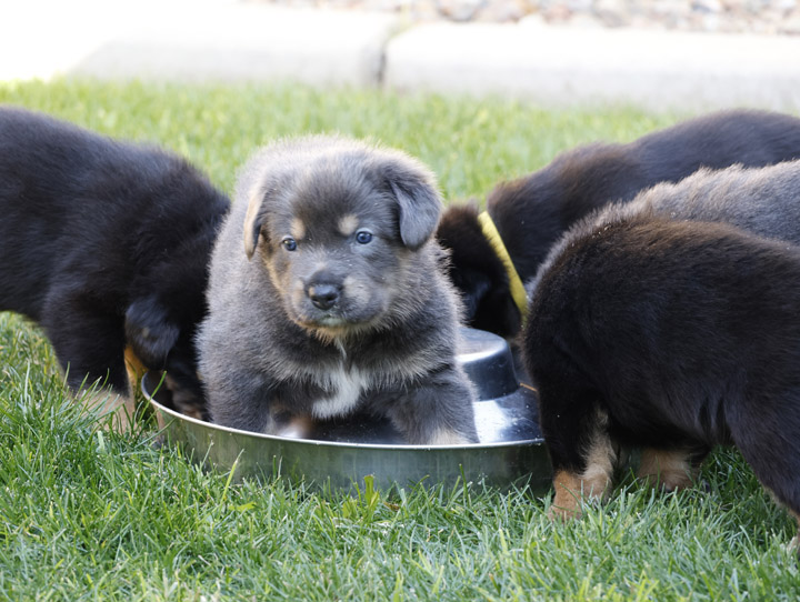 chinook dog